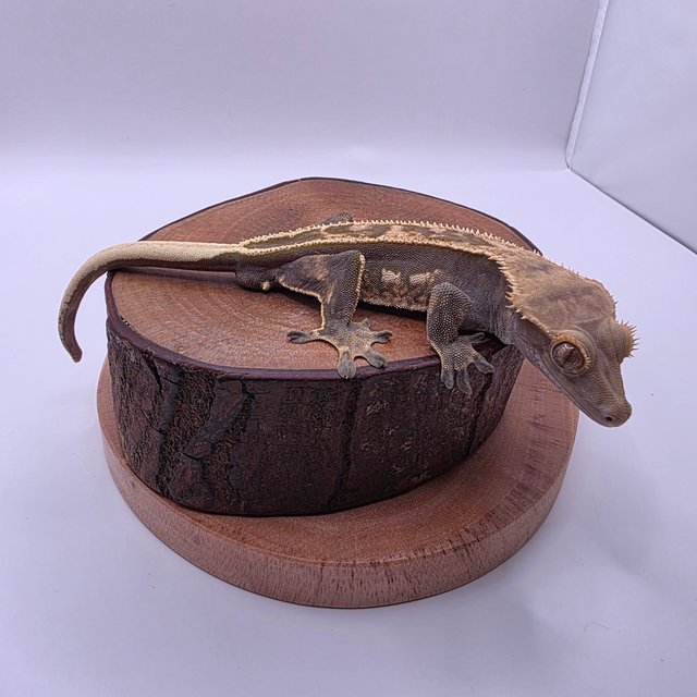 엠티백 노멀 다크