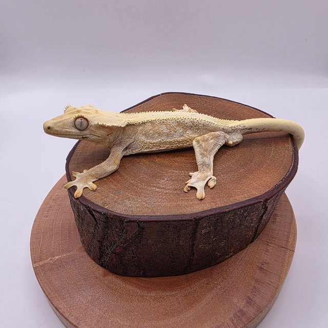 릴리화이트 드리피 크림시클