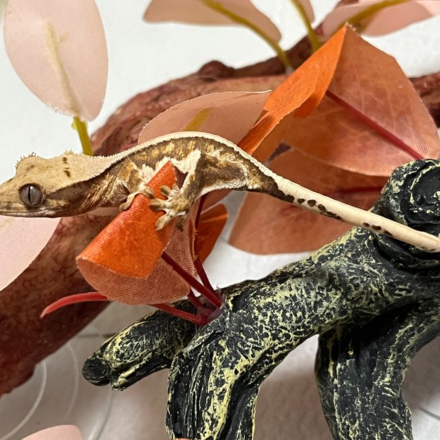 릴리화이트 솔리드백 텐저린