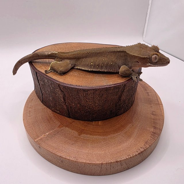 화이트스팟 챠콜