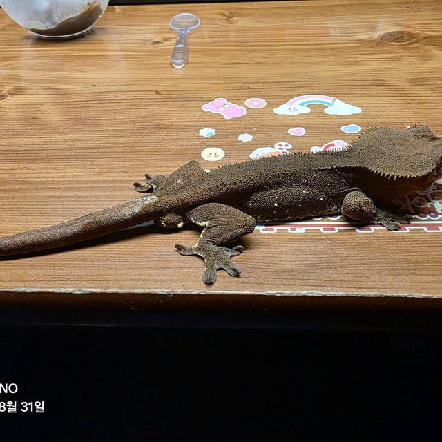 화이트스팟 챠콜