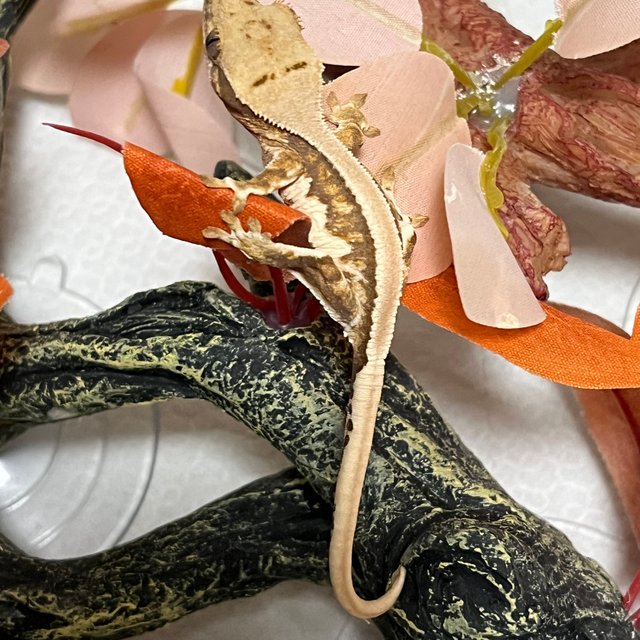 릴리화이트 솔리드백 텐저린