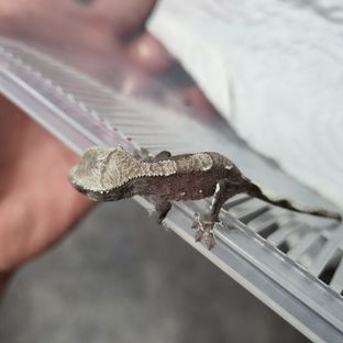 아잔틱