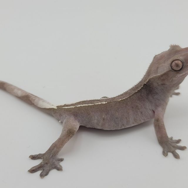 아잔틱