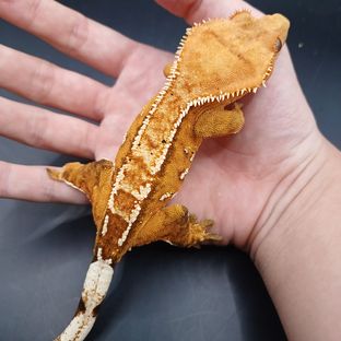 크림시클 텐저린