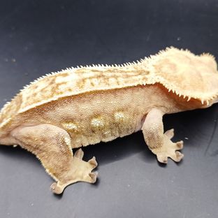 크림시클