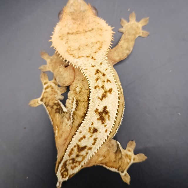 크림시클