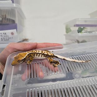 트라이 익스트림할리퀸