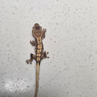 트라이