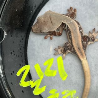 초초