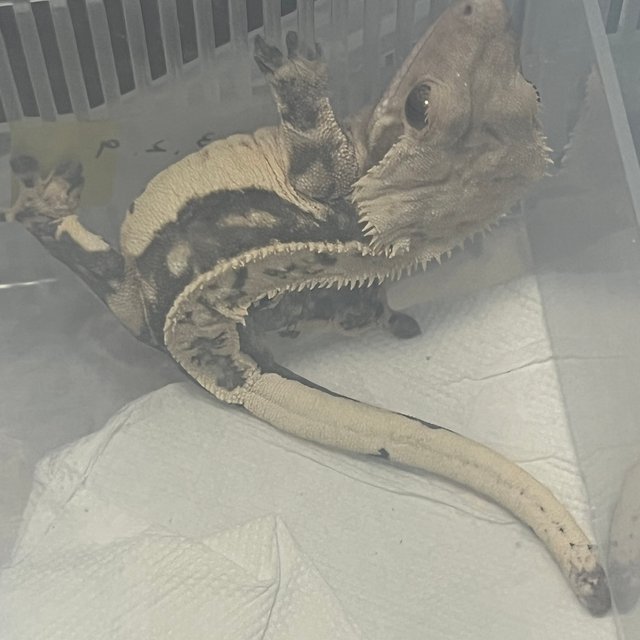 쿼드 풀핀 노멀