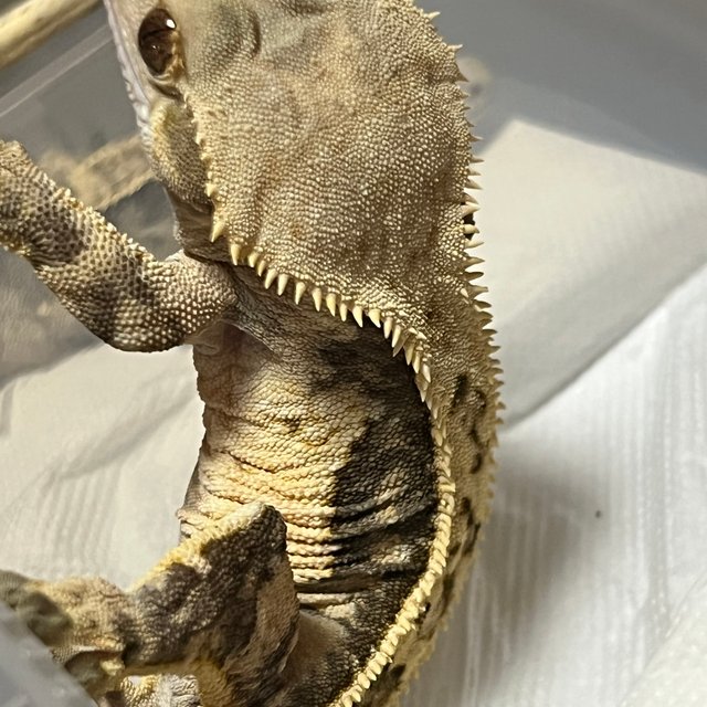 쿼드 풀핀 노멀