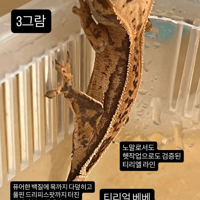 노멀 쿼드 드리피 화이트스팟