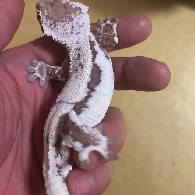 릴리100%헷아잔틱