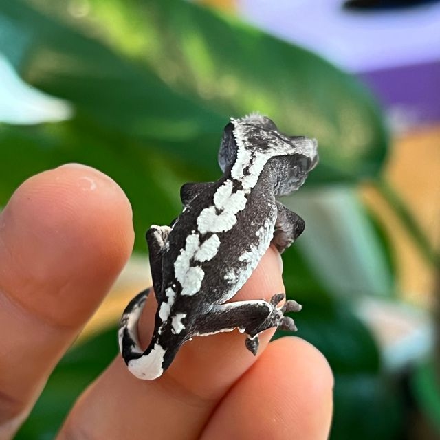 아잔틱