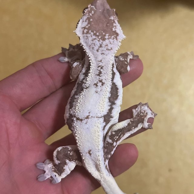 릴리100%헷아잔틱