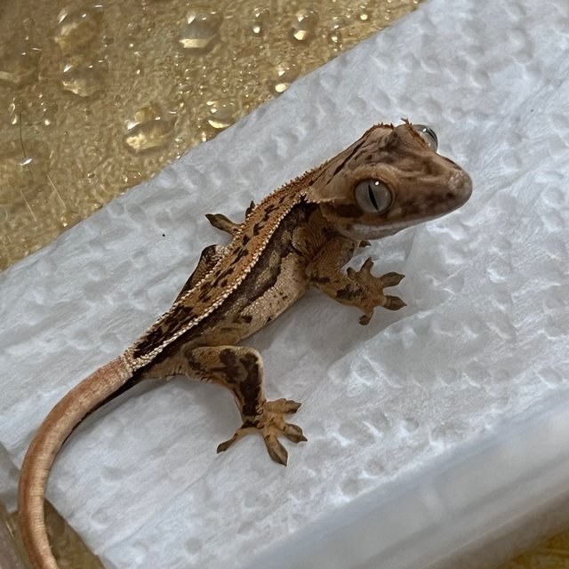 노멀 쿼드 드리피 화이트스팟