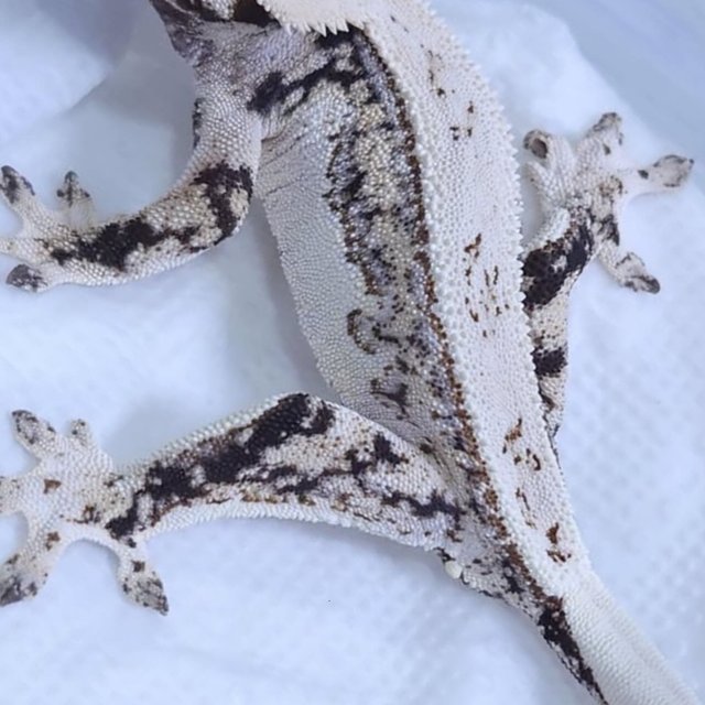 노멀 쿼드 드리피 화이트스팟