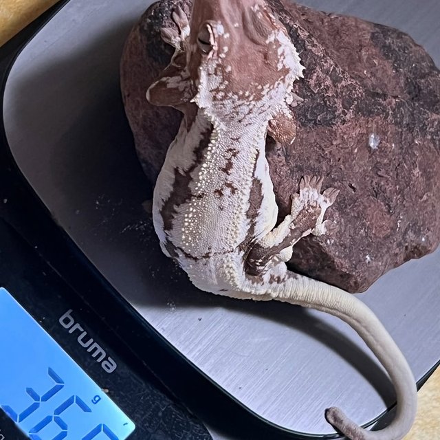 릴리100%헷아잔틱