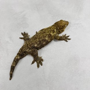 야테 리핀리치스