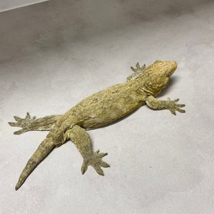 야테 리핀리치스