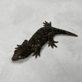 야테 리핀리치스