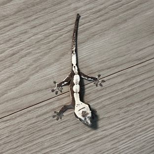 세이블 아잔틱