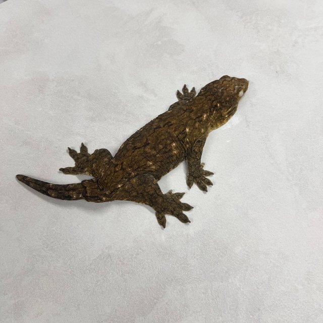 야테 리핀리치스