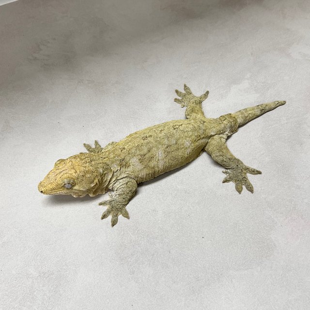 야테 리핀리치스