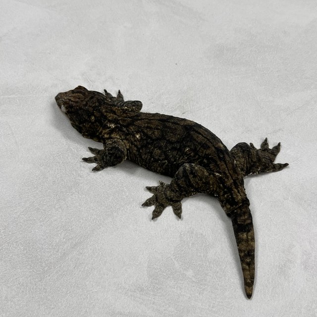 야테 리핀리치스