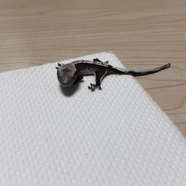 아잔틱