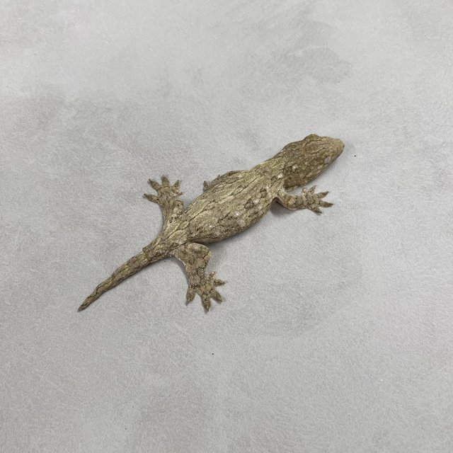 야테 리핀리치스