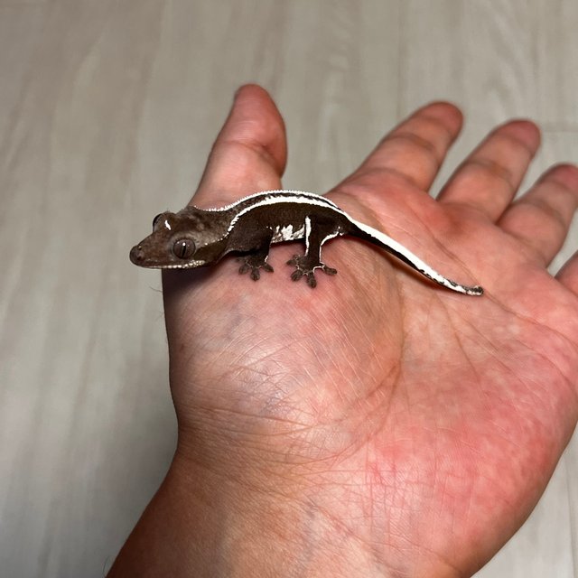 아잔틱