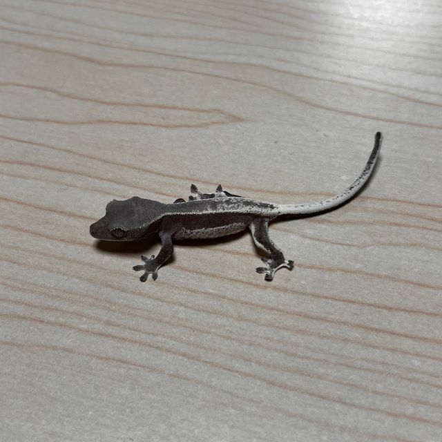 릴리 세이블 아잔틱 세이블 릴잔틱