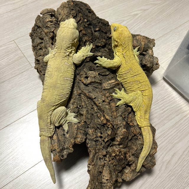 야테 리핀리치스