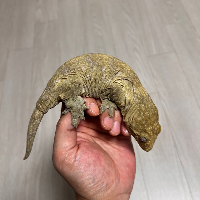 야테 리핀리치스