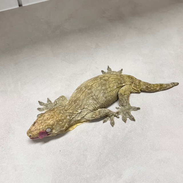 야테 리핀리치스