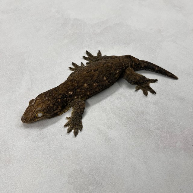 야테 리핀리치스