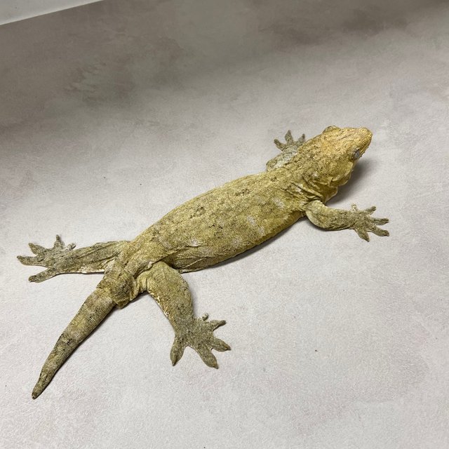 야테 리핀리치스