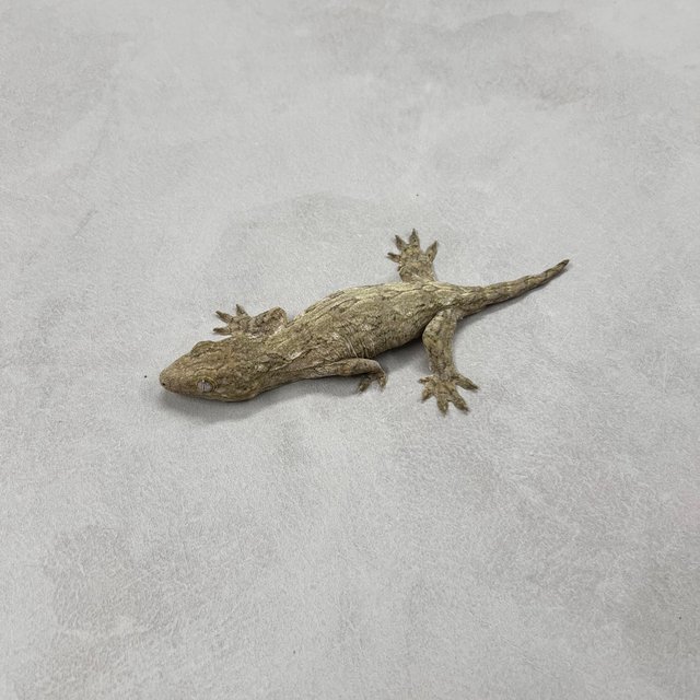 야테 리핀리치스