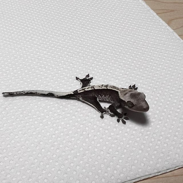 아잔틱
