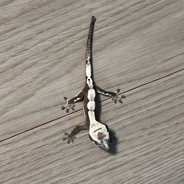 세이블 아잔틱