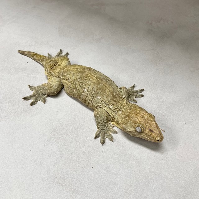 야테 리핀리치스