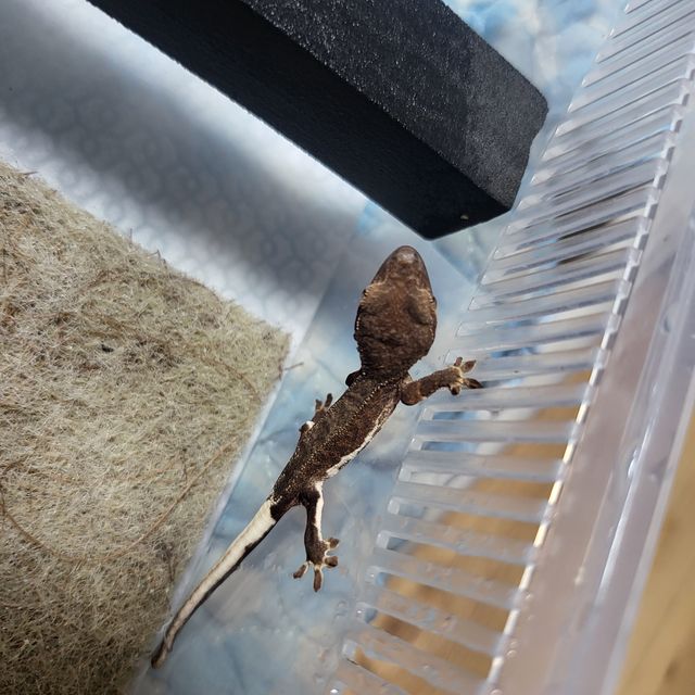 팬텀 레드 릴리화이트