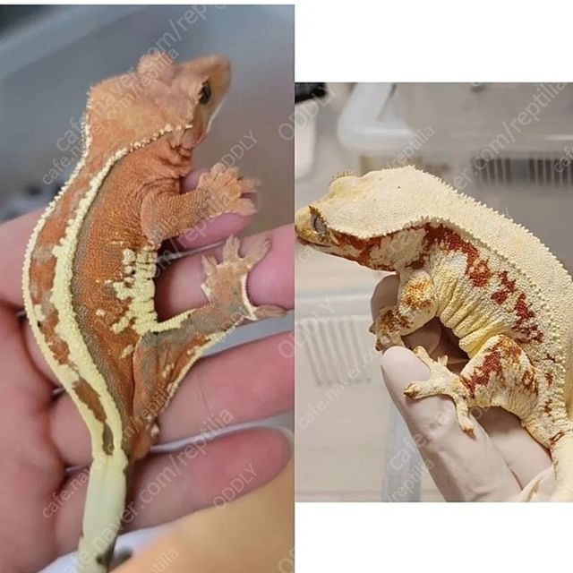 프라푸치노 팬텀