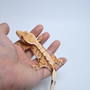메리천둥I7