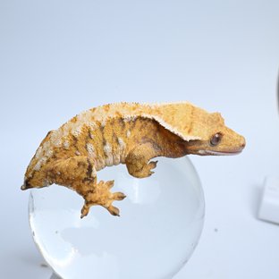 메리천둥I8