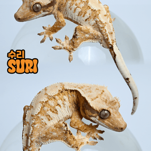 수리