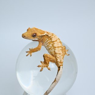 루나천둥6
