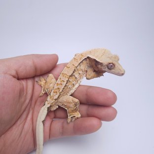 쿠키천둥a6